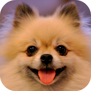 Chihuahua Live Wallpaper.apk 1.1.1
