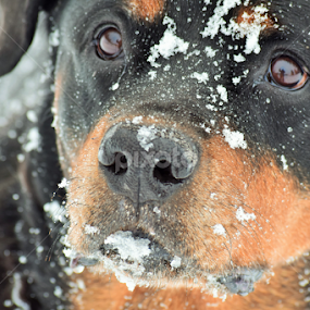 German Rottweiler by Denise Johnson - Animals - Dogs Portraits