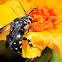 Domino Cuckoo Bee