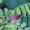 False Indigo Bush