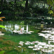 菁芳園 Tenway Garden／花園餐廳／落羽松