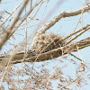 Scissor-tailed flycatcher (nest)