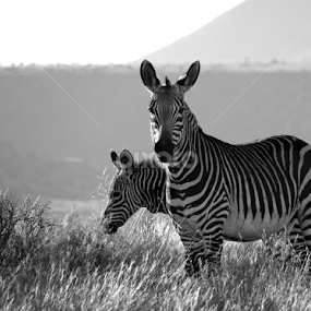 by Linda Jansen van Rensburg. - Black & White Animals