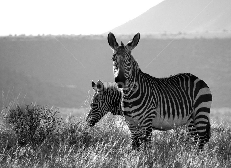 by Linda Jansen van Rensburg. - Black & White Animals