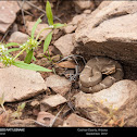 Arizona Ridgenosed Rattlesnake