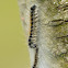 Eastern tent caterpillar