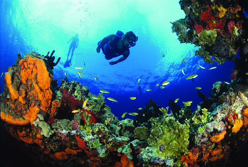 scuba-couple-reef-st-croix-US-Virgin-Islands - Grab your scuba gear and have a great dive on the candy-colored reefs near Buck Island on St. Croix in the U.S. Virgin Islands. 