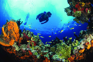 Grab your scuba gear and have a great dive on the candy-colored reefs near Buck Island on St. Croix in the U.S. Virgin Islands. 