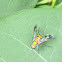 Longlegged fly