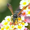 Scolid Wasp