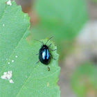 Alder leaf beetle