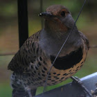 Red shafted Flicker