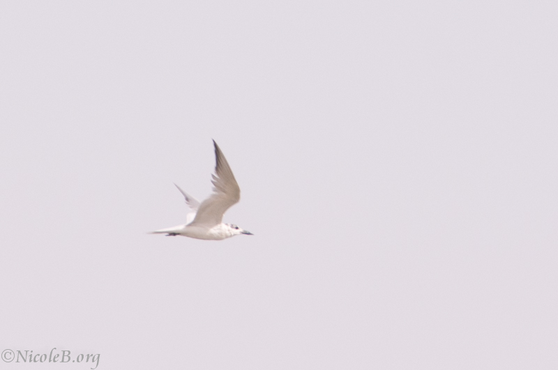 Sandwich Tern