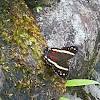 Banded Peacock Butterfly