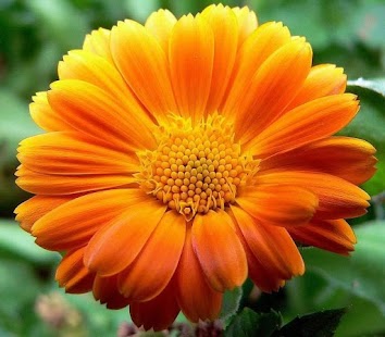 Free Download Flowers and Roses APK