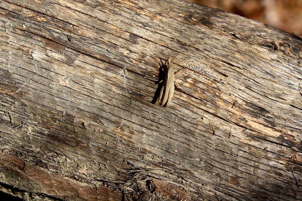 Pygmy Locust