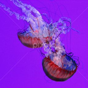 by Diana Campeanu - Animals Sea Creatures