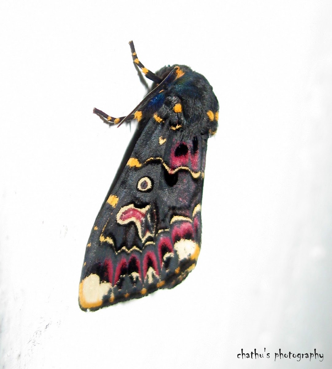 Lily Moth