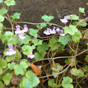 Ivy-Leaved Toadflax