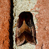 Argicera flower moth