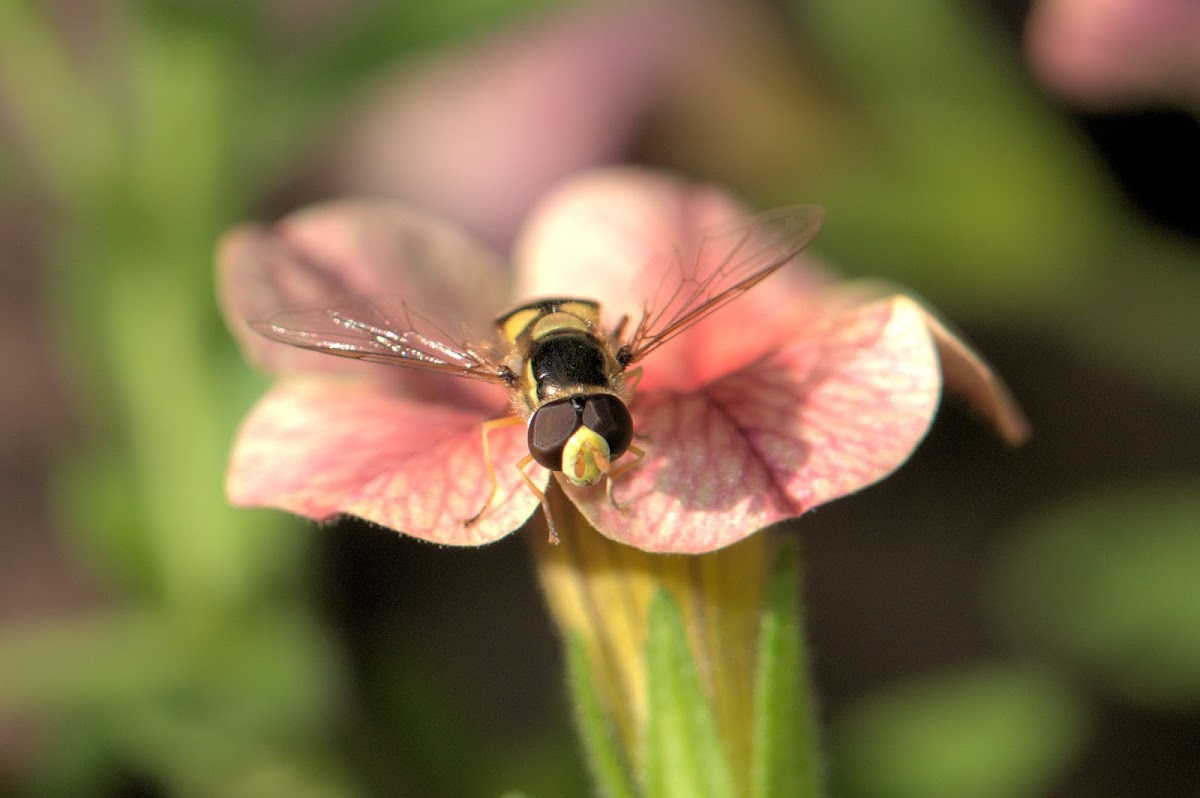 Yellow-Shouldered Stout Hover Fly