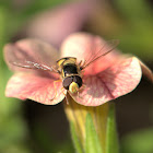 Yellow-Shouldered Stout Hover Fly
