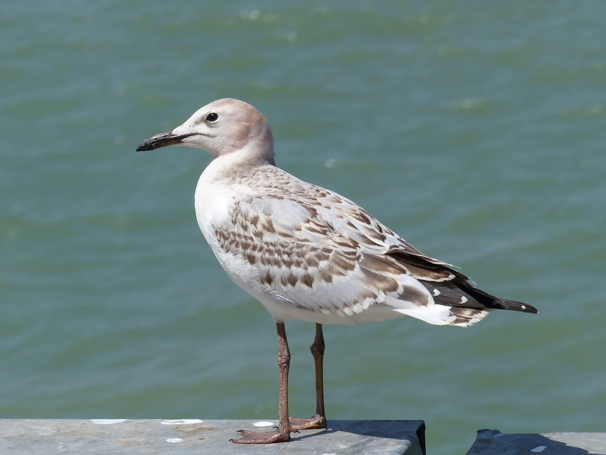Silver Gull (juvenile)