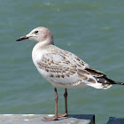 Silver Gull (juvenile)