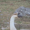 Brown Chinese Goose(Ganso doméstico)