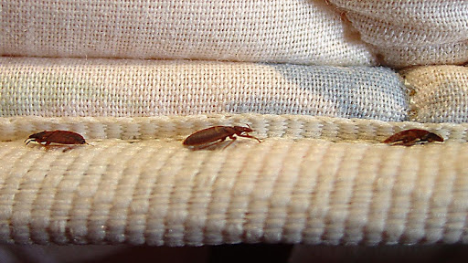 How to Get Rid of Bed Bugs