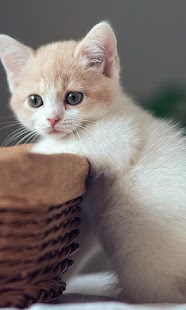How to mod Little Cat Live Wallpaper 1.2 mod apk for pc