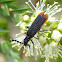 Pollen-Feeding Beetle