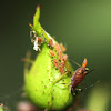 Rose aphids