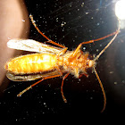 Nocturnal Wasp