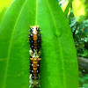 Common mime (form dissimilis) Caterpillar