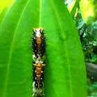 Common mime (form dissimilis) Caterpillar