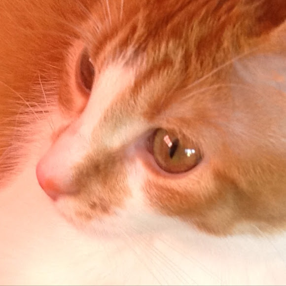 American Shorthair Cat Project Noah