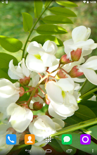 How to install Acacia Flower Live Wallpaper 1.1.1 unlimited apk for pc