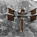 Common Whitetail Skimmer Dragonfly