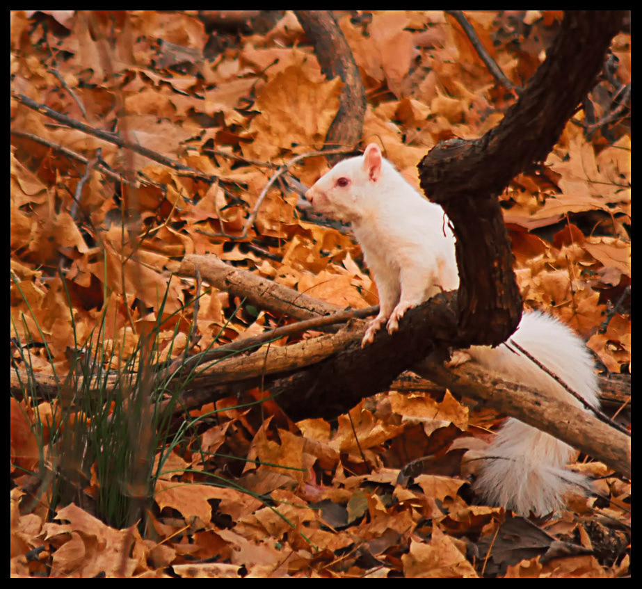 Eastern Gray Squirrel (Albino)