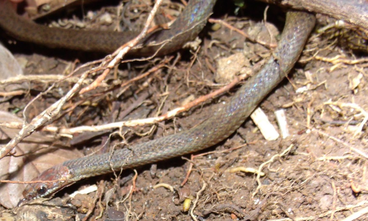 RedHeaded Litter Snake Project Noah