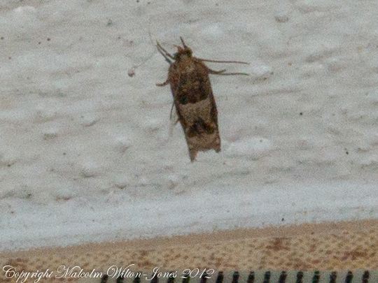 Cotton Tipworm Moth