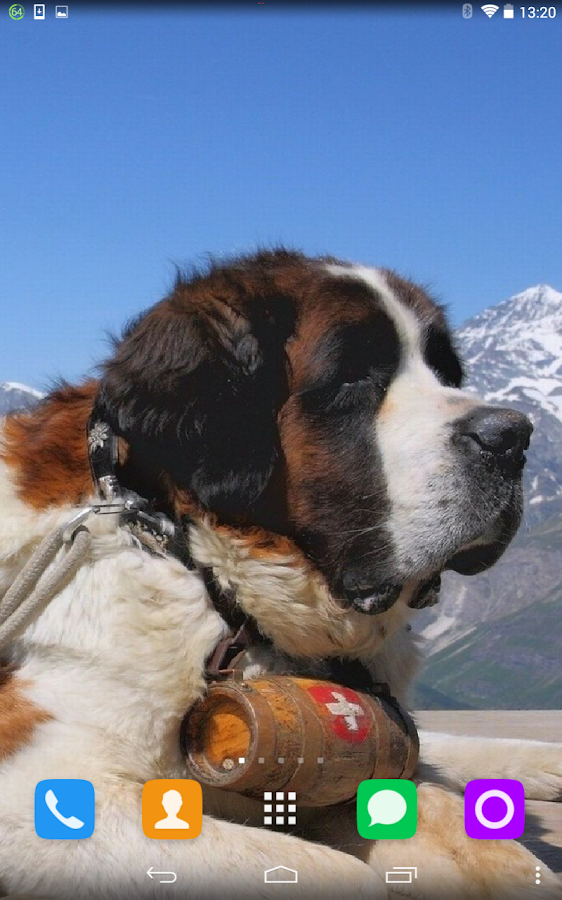 Gambar Tips Memelihara Cerdas Golden Retriever Okdogi Gambar Anjing