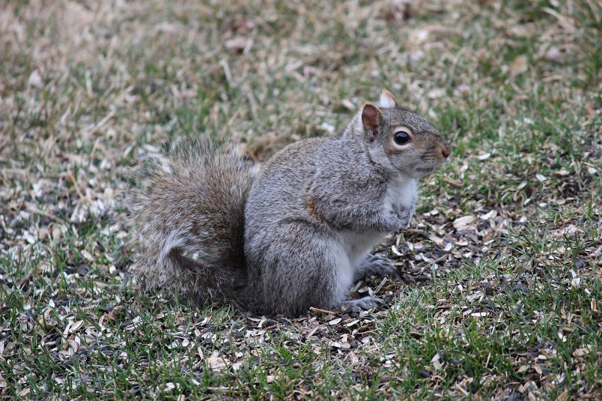 Eastern Gray Squirrel