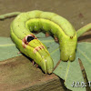 Eye Caterpillar