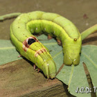Eye Caterpillar
