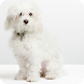 Dog Potty Training