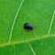 Small black beetle?