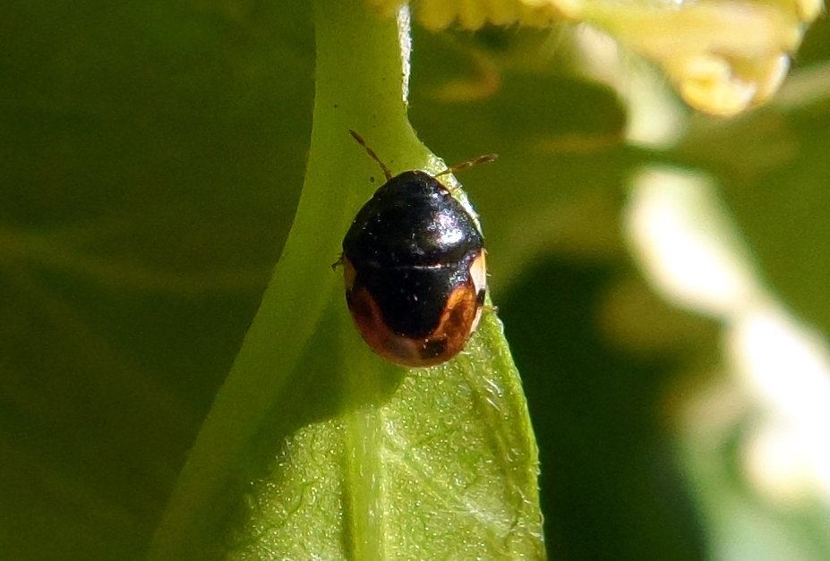 Small black bug