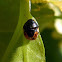 Small black bug
